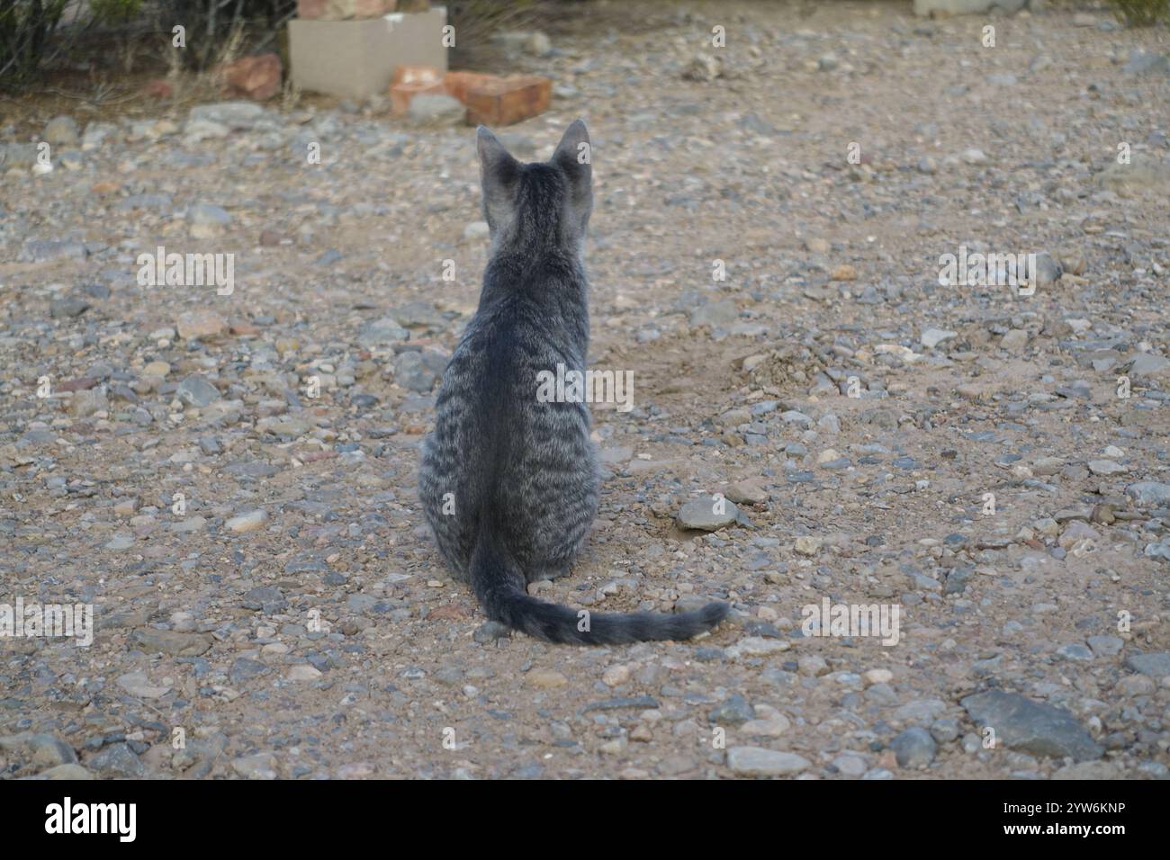 "Saved from the scorching July sun outside Alamogordo, this spirited gray tabby kitten now thrives—perched proudly under blue skies, sprawled contente Stock Photo