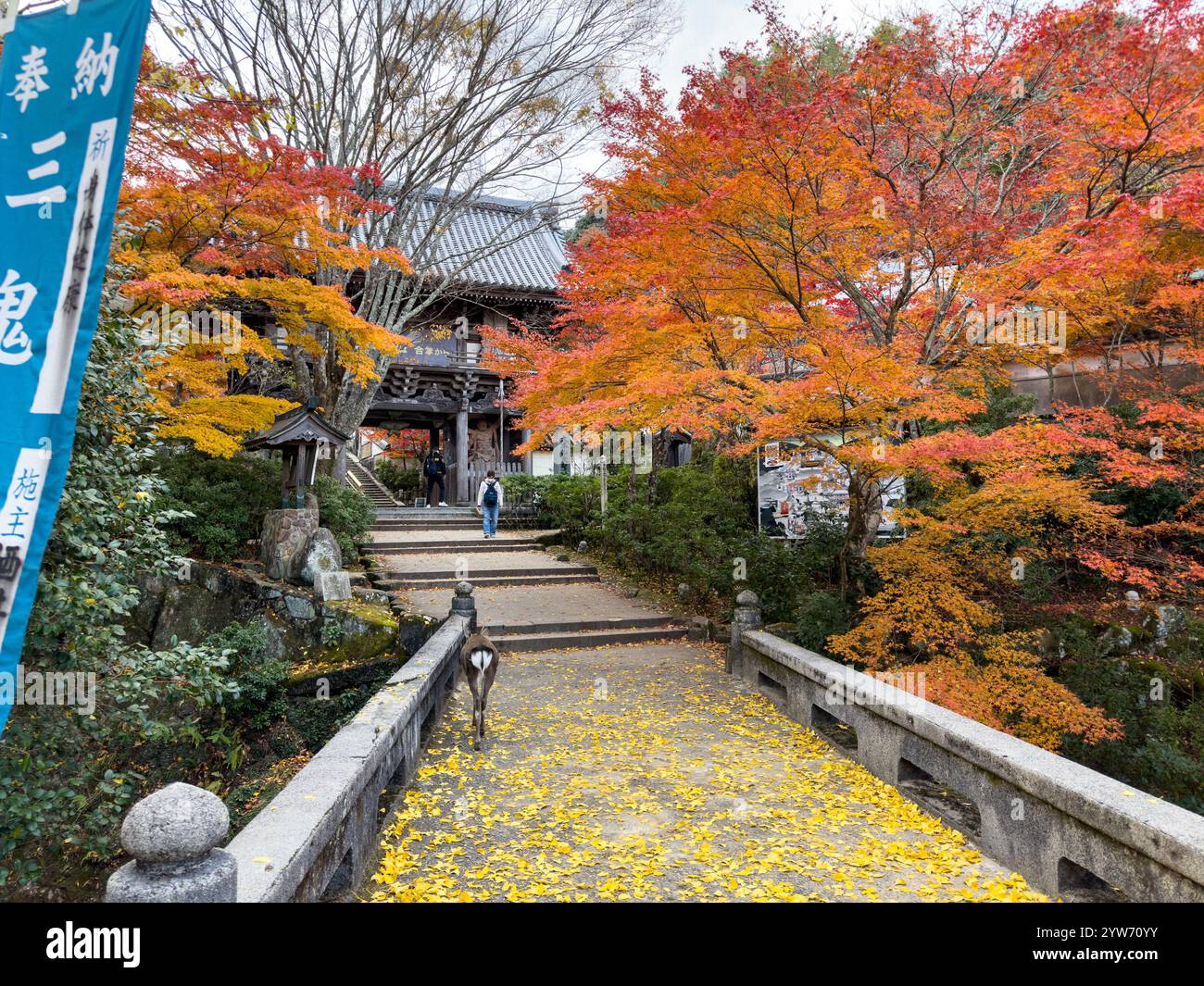 Japanese maple ginkgo trees hi-res stock photography and images - Alamy