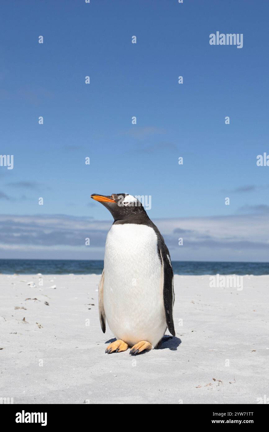 Gentoo Penguins, Pygoscelis papua, at a beach near Whale Point on East Falkland, Falkland Islands. Stock Photo