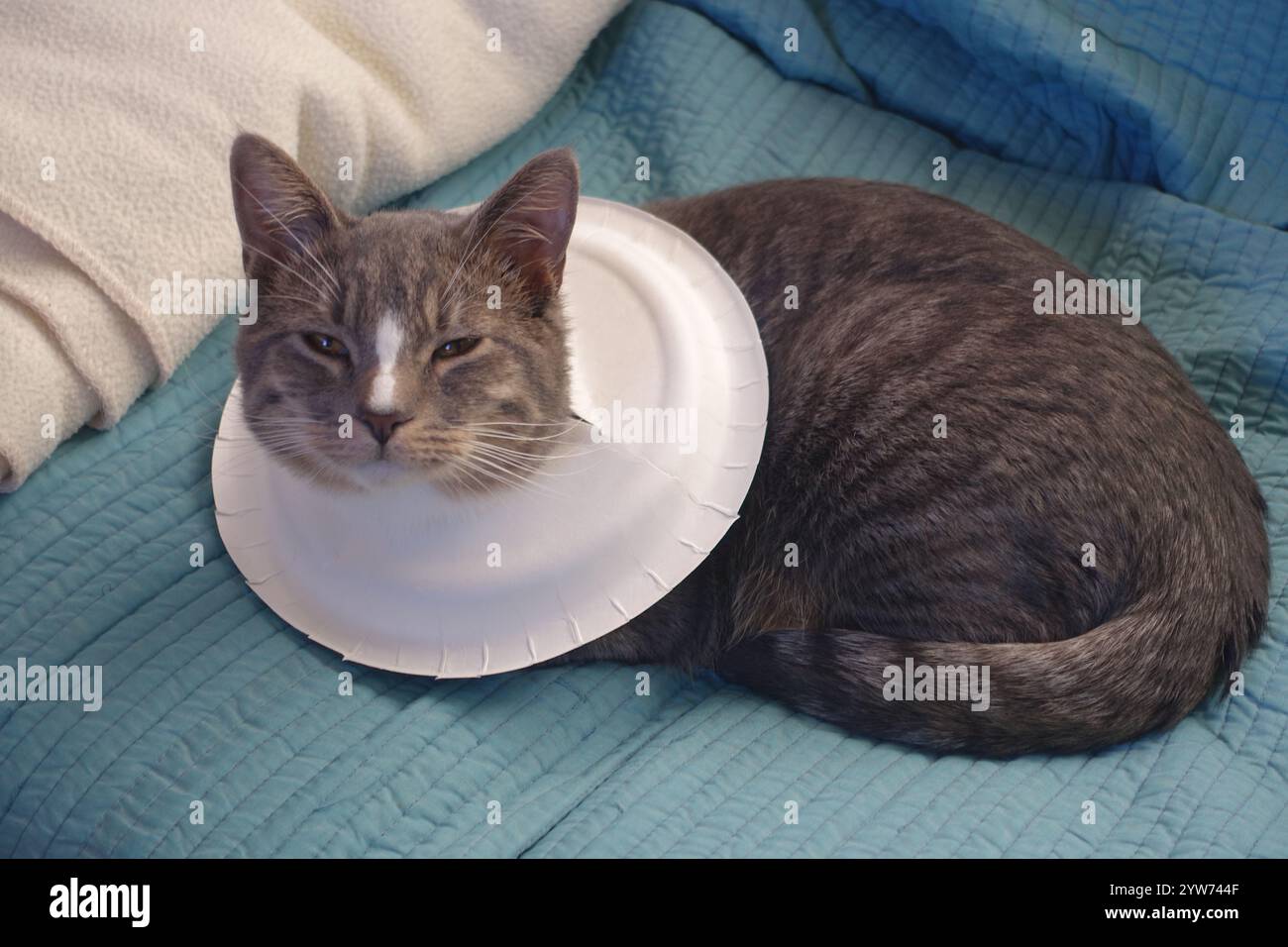 "Saved from the scorching July sun outside Alamogordo, this spirited gray tabby kitten now thrives—perched proudly under blue skies, sprawled contente Stock Photo