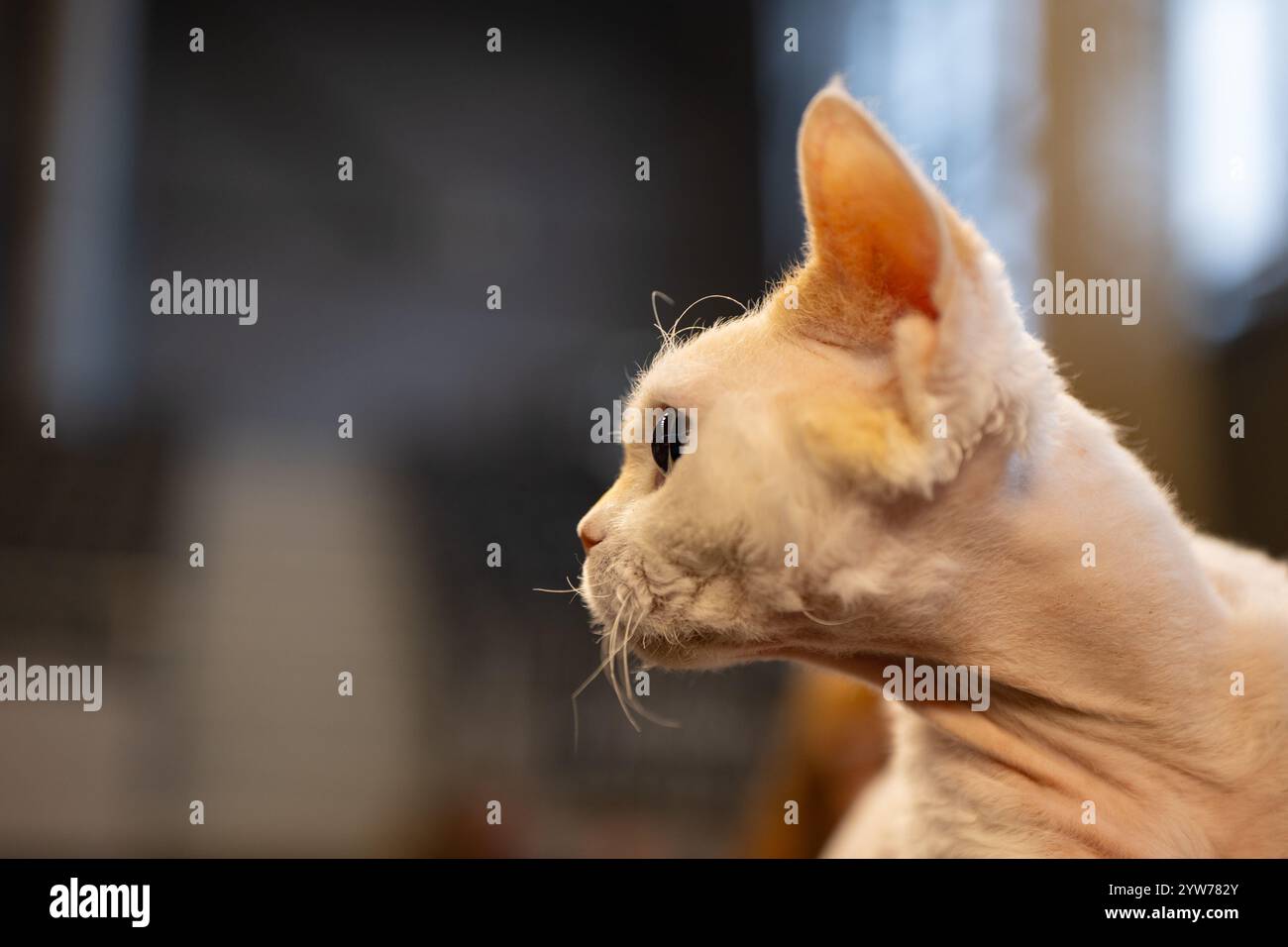 Devon rex, cat portrait Stock Photo