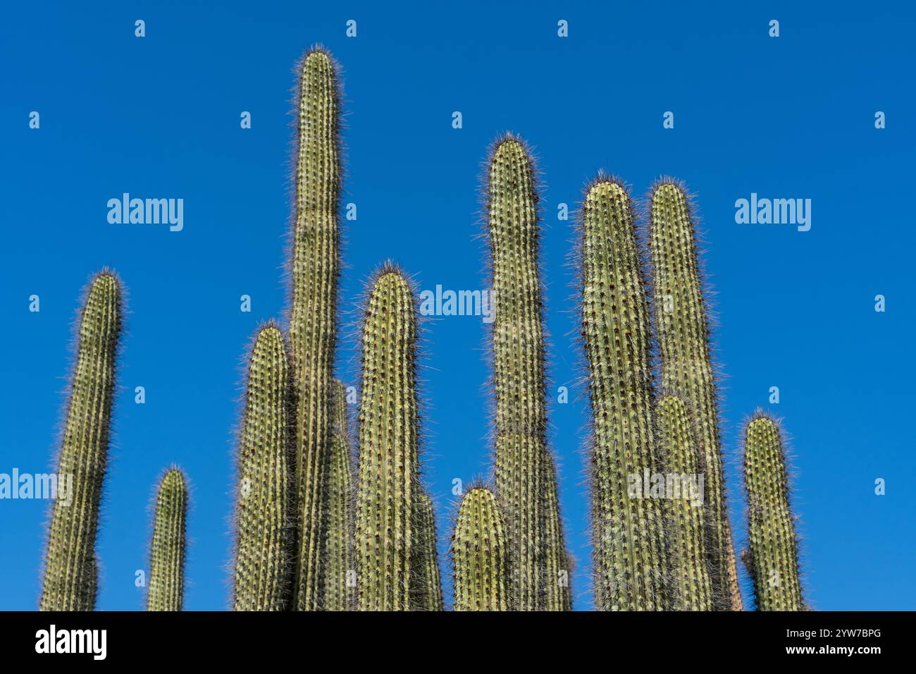 A striking view of tall cacti standing against a brilliant blue sky in ...
