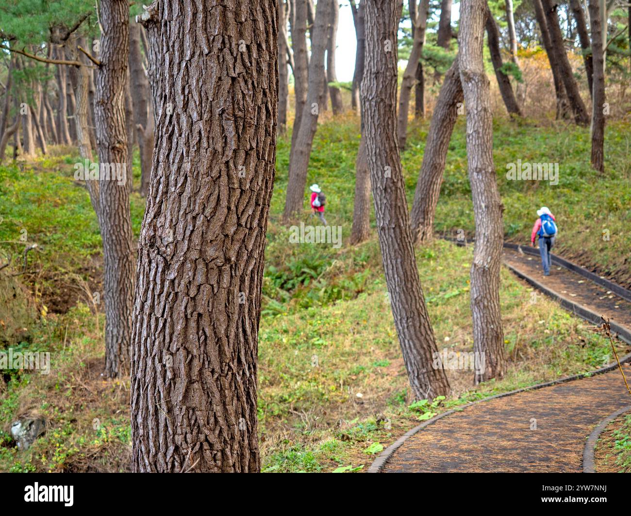 Hiking through the Yodo Pine Grove near Tanesashi Natural Lawn Stock Photo