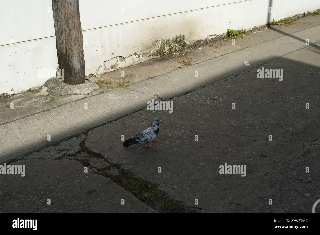 Pigeon On Road, concrete asphalt background Stock Photo