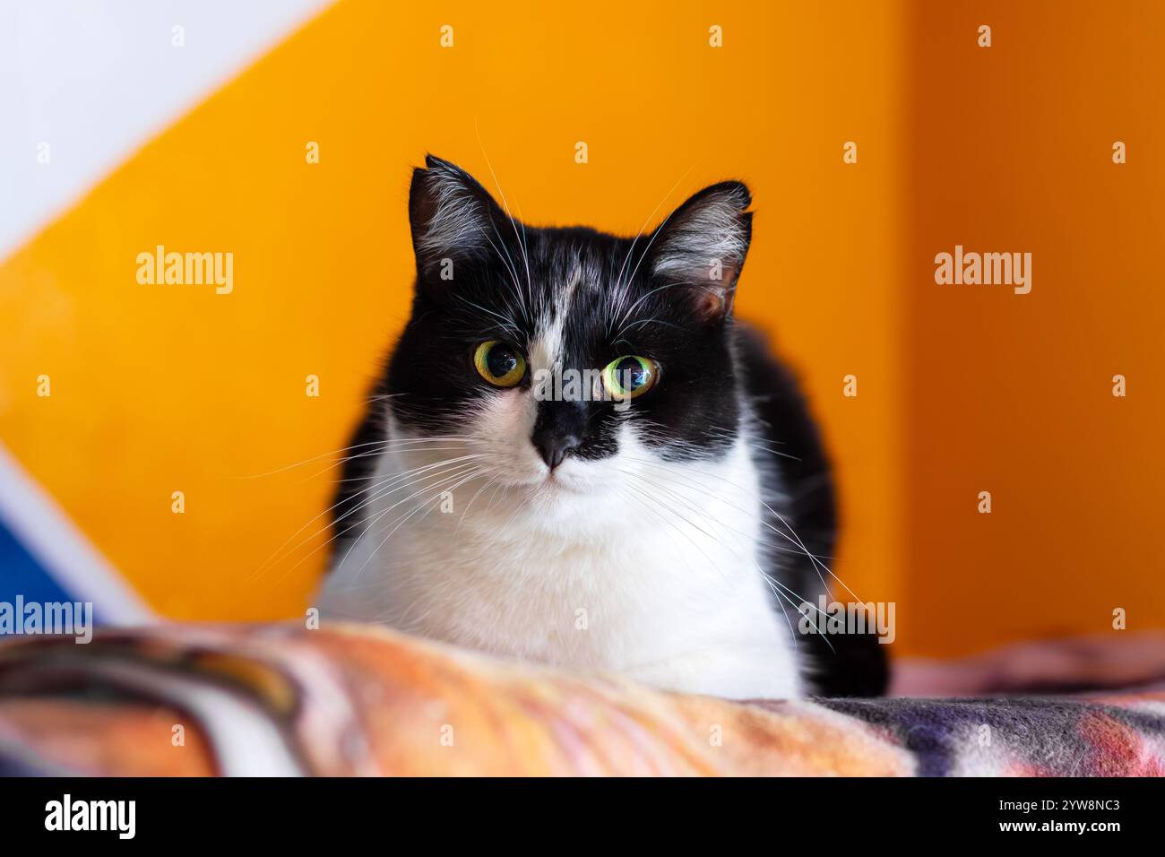 A striking black and white cat with vibrant green eyes is intently ...