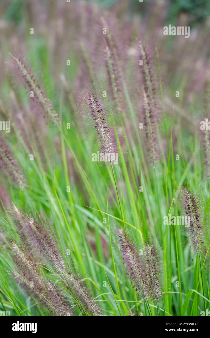Pennisetum alopecuroides Red Head, Chinese fountain grass Red Head, Pennisetum Red Head, dark red, bottlebrush flowers late summer Stock Photo