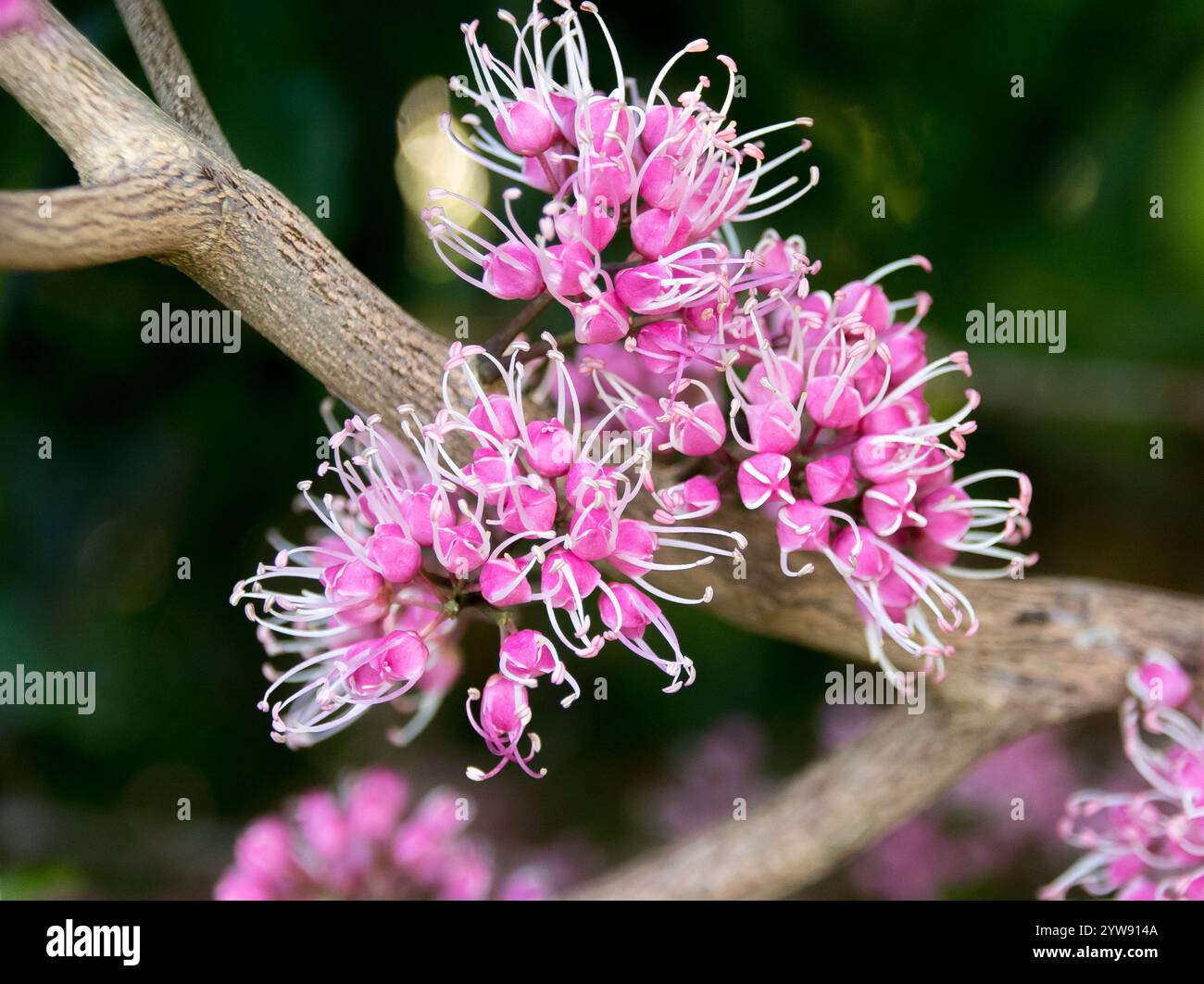 Delicate clusters of pink and white flowers of  native pink euodia, Melicope elleryana, growing directly on branches, in Queensland garden, Australia Stock Photo