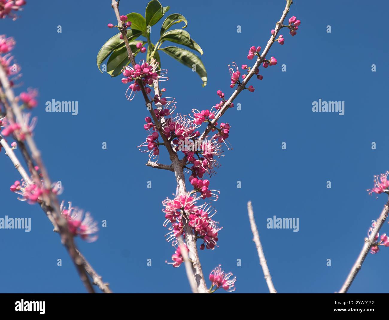 Delicate clusters of pink and white flowers of  native pink euodia, Melicope elleryana, growing directly on branches, in Queensland garden, Australia Stock Photo