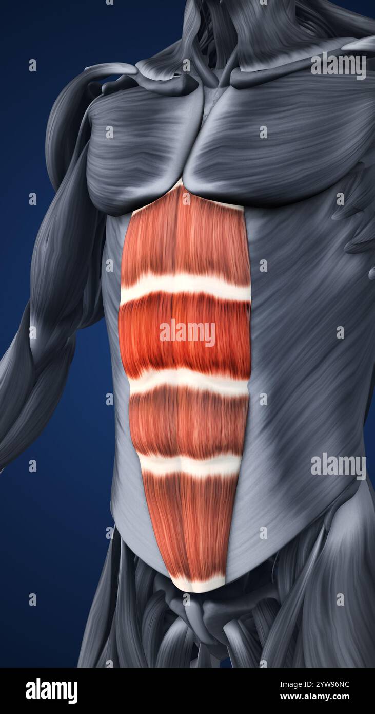 Anatomy of Highlighted Abdominal Muscle Sections Stock Photo