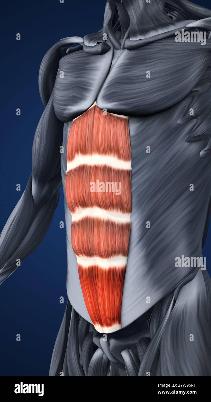 Anatomy of Highlighted Abdominal Muscle Sections Stock Photo