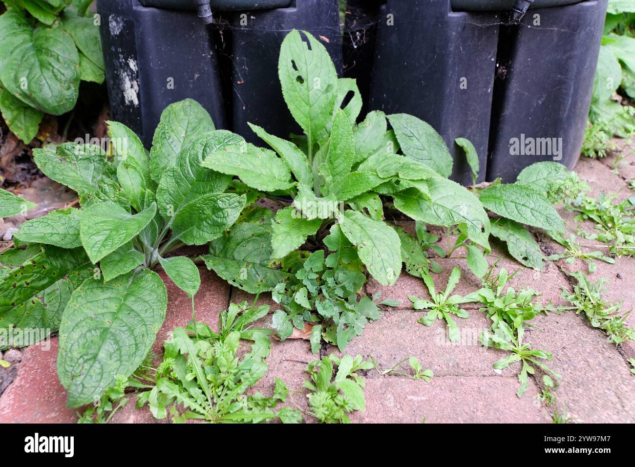 weeds growing in block paving Stock Photo - Alamy