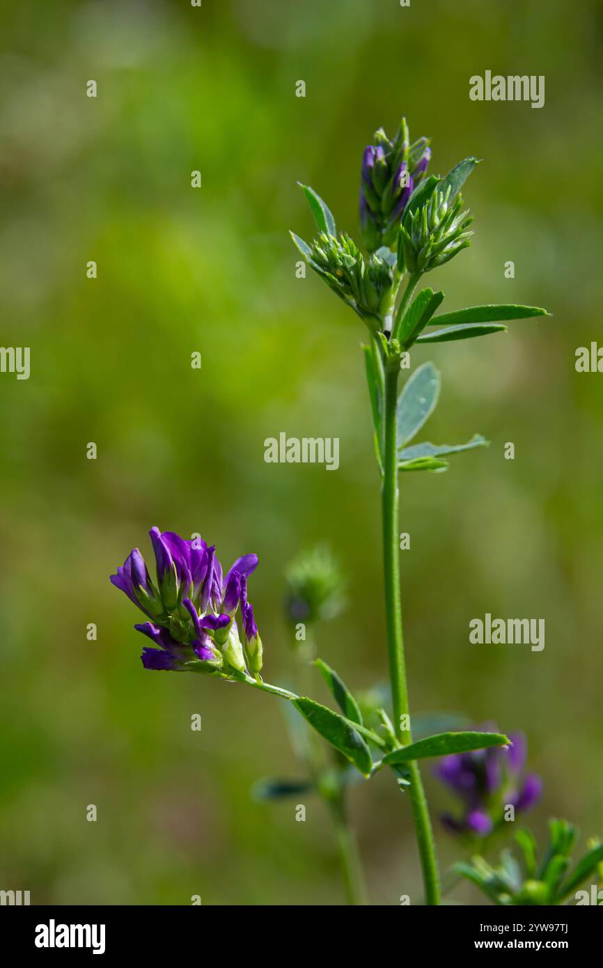 Flowers of alfalfa in the field. Medicago sativa Stock Photo - Alamy