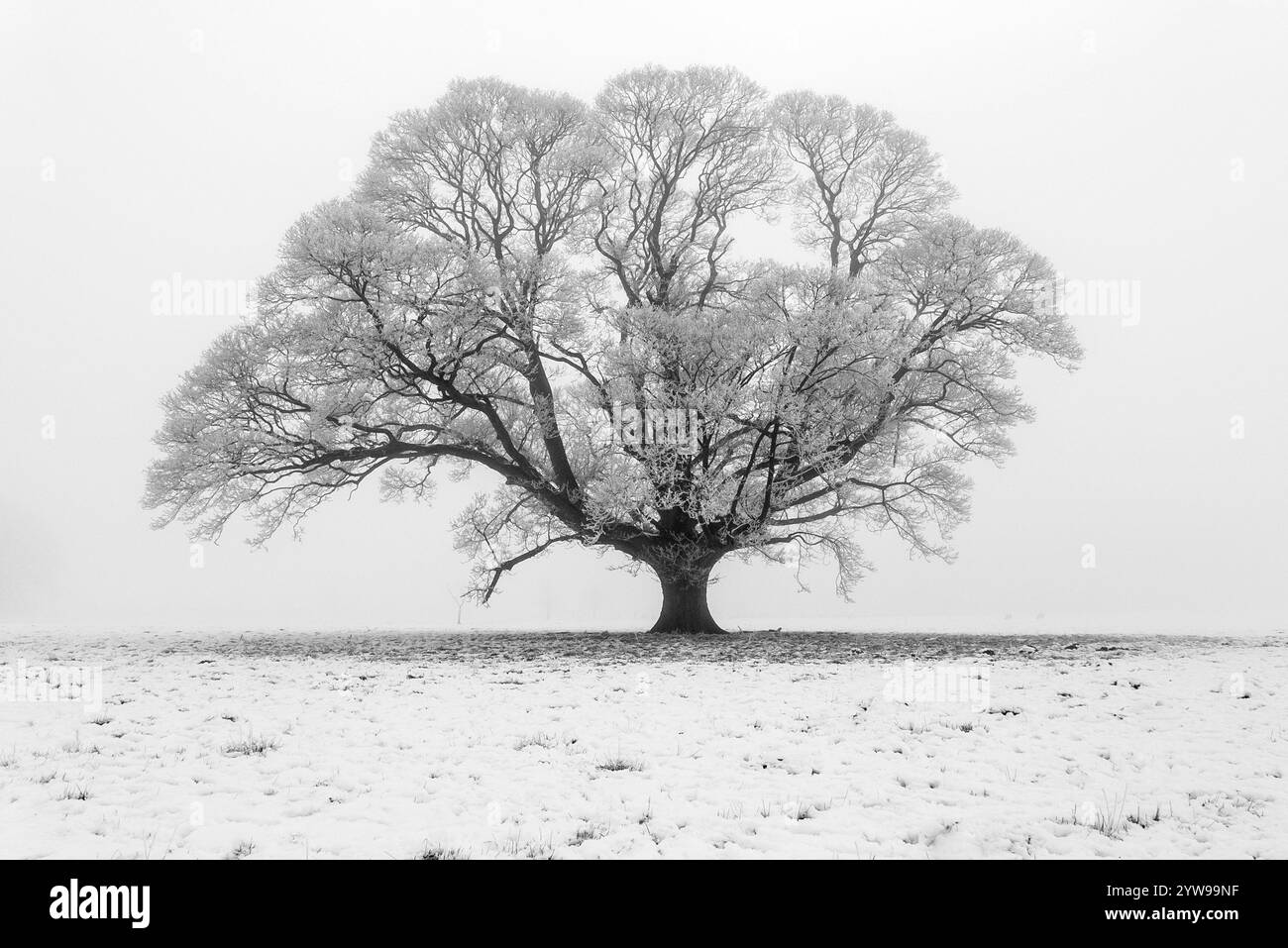 Oak Tree in Field of Snow Stock Photo - Alamy