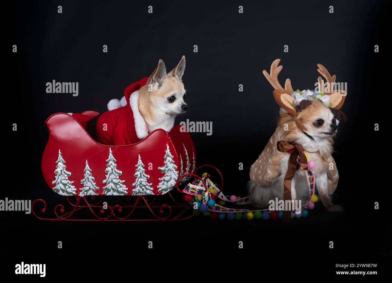little chihuahuas and christmas in front of black background Stock ...