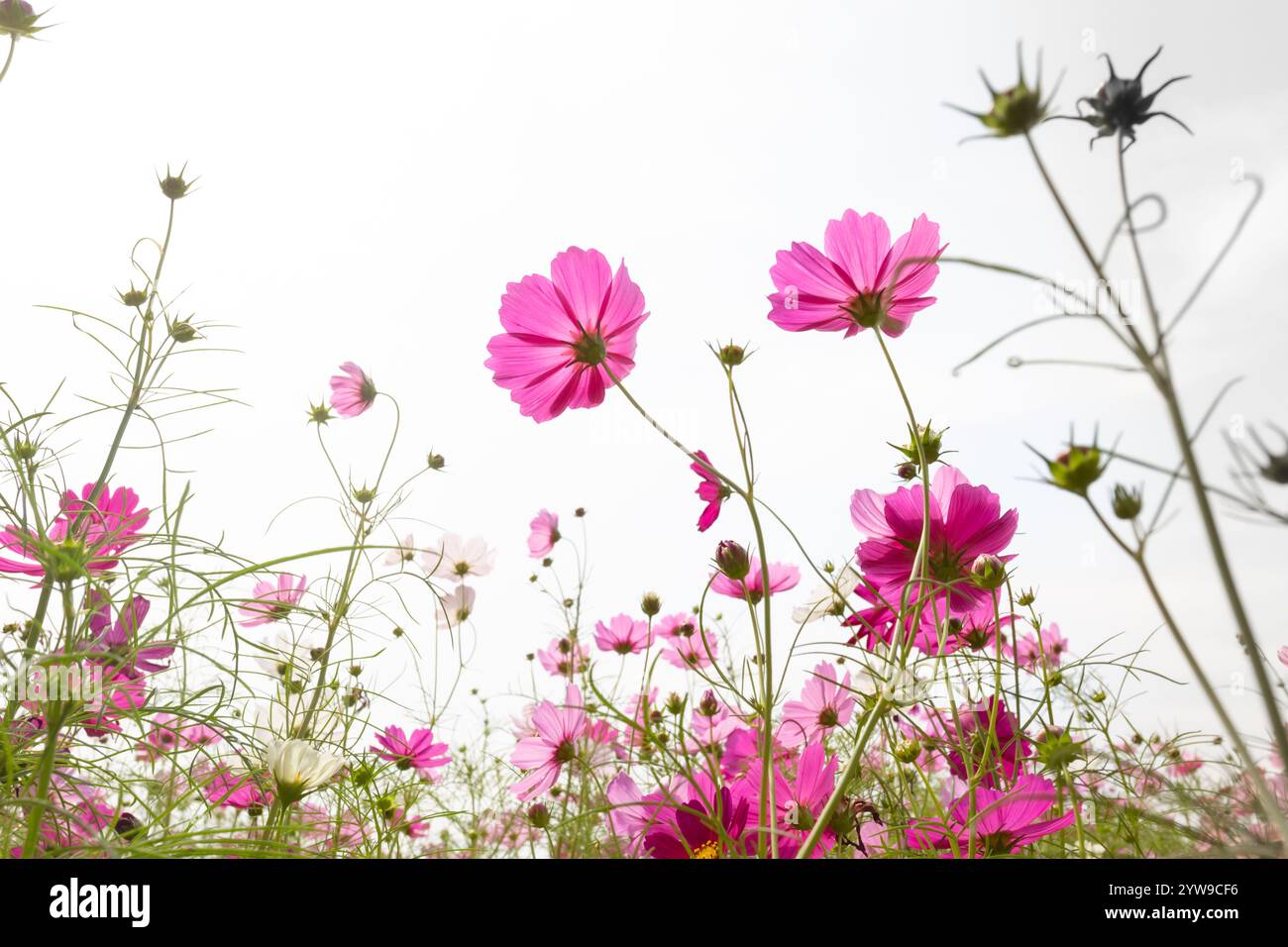 Cosmos field at Jim Thompson Farm Nakhon Ratchasima Thailand including ...