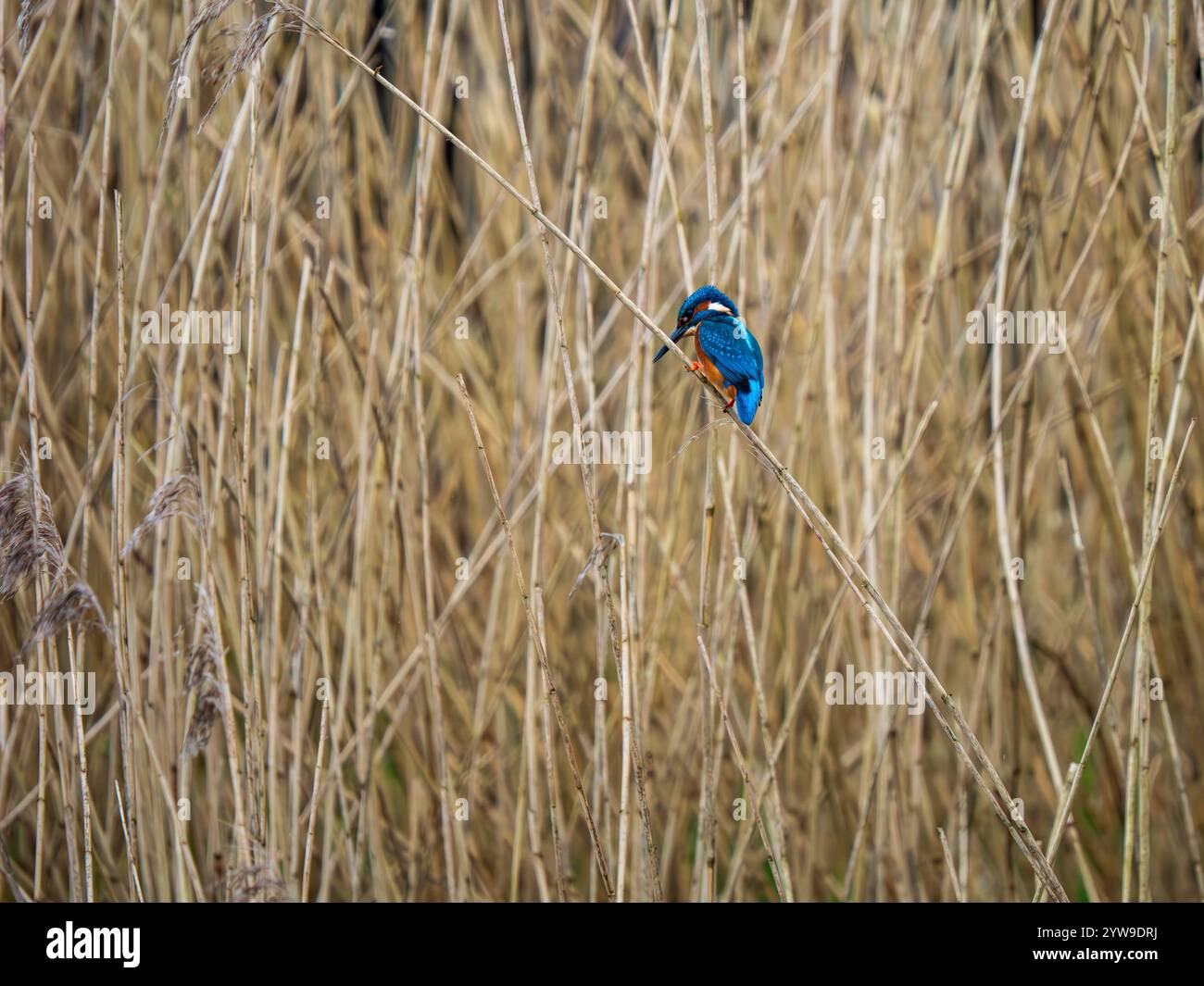 Fishing angling ornithology england uk europe hi-res stock photography ...