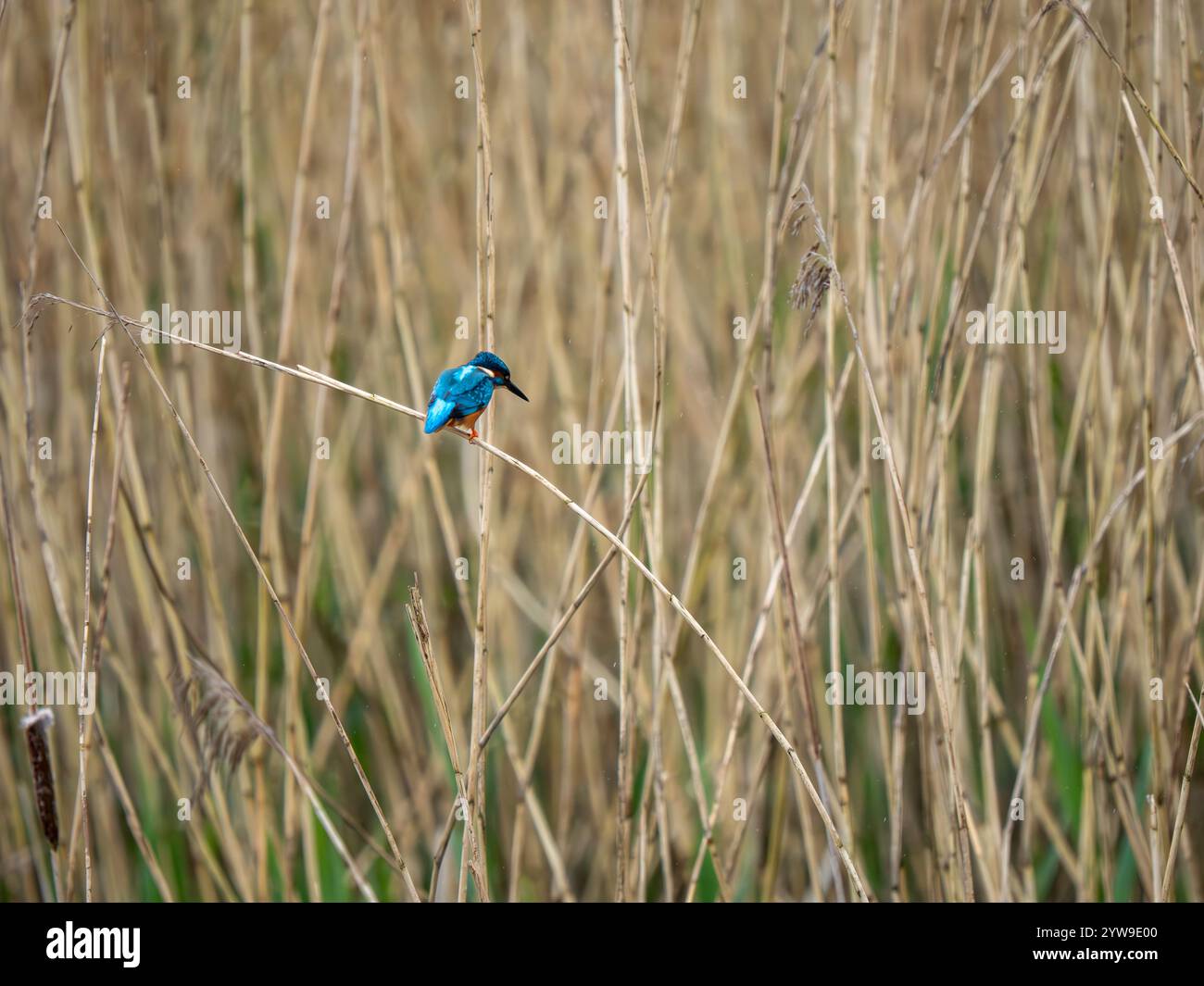 Fishing angling ornithology england uk europe hi-res stock photography ...