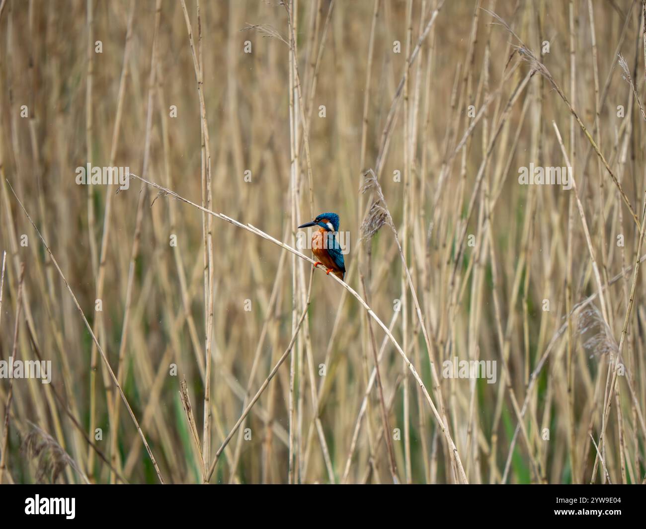 Kingfisher in reed bed hi-res stock photography and images - Alamy