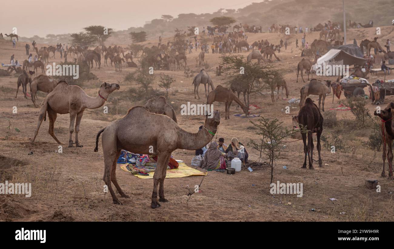Pushkar camel fair 2024 hi-res stock photography and images - Alamy