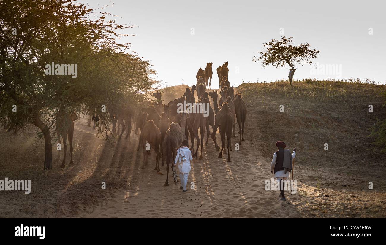 Camel pushkar town in hi-res stock photography and images - Alamy