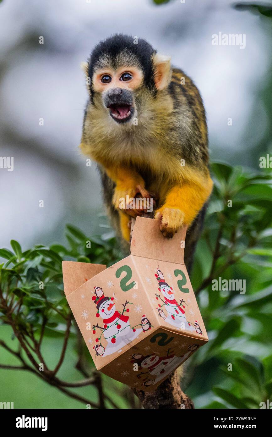 London, UK. 10th Dec, 2024. Black-capped squirrel monkeys opening advent calendar boxes filled their favourite insects, nuts and seeds. The boxes offer the highly dexterous monkeys new challenging ways to search for their food, utilising their excellent foraging skills as they opened the cardboard advent presents - Christmas at ZSL London Zoo in Regent's Park. Credit: Guy Bell/Alamy Live News Stock Photo