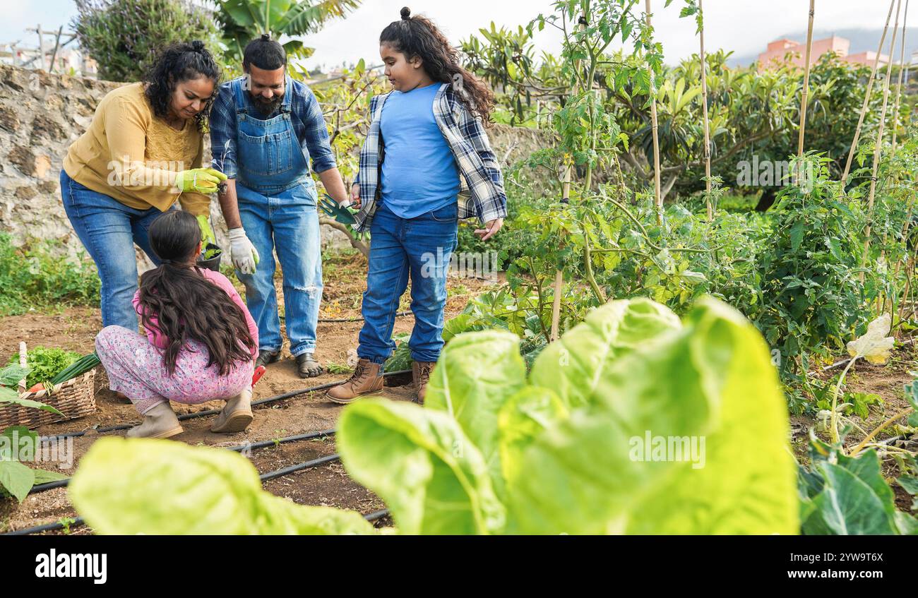 Indian family picking up organic vegetables from house garden outdoor ...