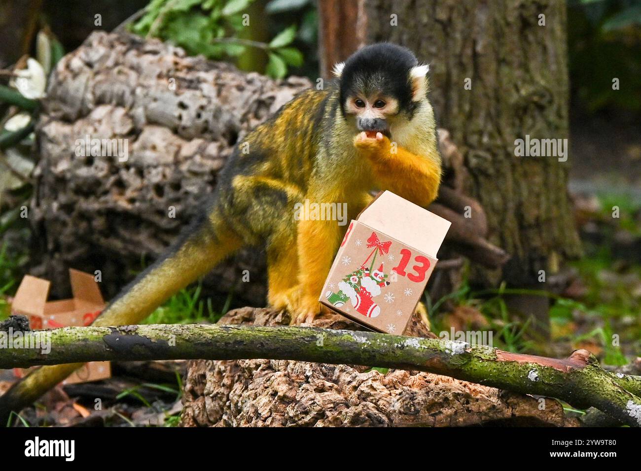 London, UK. 10th Dec, 2024. ***EDITORIAL USE ONLY*** Christmas comes early at ZSL London Zoo during a photocall with Black-capped squirrel monkeys enjoying small advent calendar boxes filled with festive treats at ZSL London Zoo, London, England. UK. Tuesday 10th December 2024 Credit: Famous/Alamy Live News Stock Photo