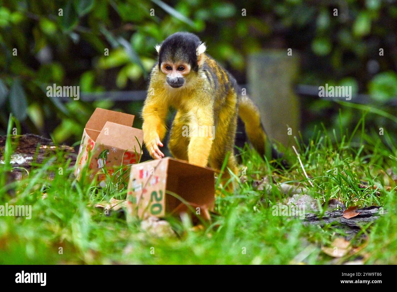 London, UK. 10th Dec, 2024. ***EDITORIAL USE ONLY*** Christmas comes early at ZSL London Zoo during a photocall with Black-capped squirrel monkeys enjoying small advent calendar boxes filled with festive treats at ZSL London Zoo, London, England. UK. Tuesday 10th December 2024 Credit: Famous/Alamy Live News Stock Photo