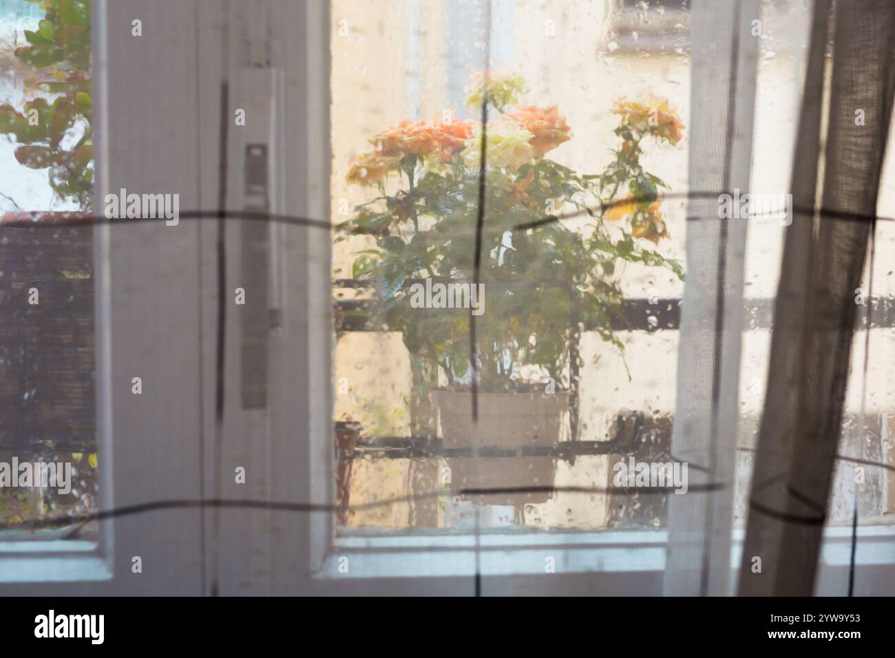 Mini rose bush in pot hi-res stock photography and images - Alamy