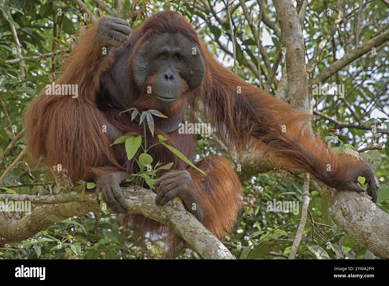 Animal, animals, mammal, mammals, orangutans, Borneo, primates, great apes Stock Photo