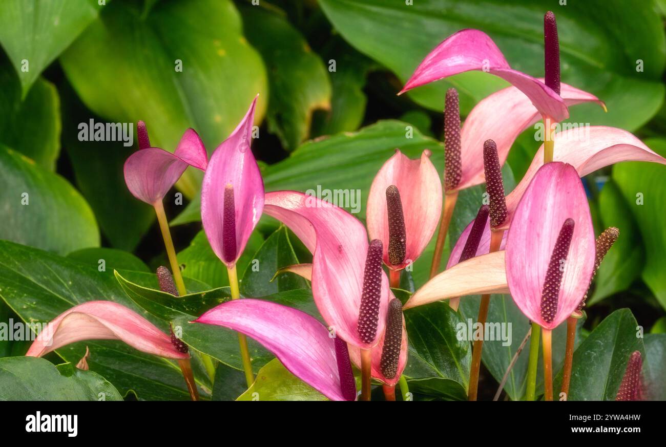Anthurium zizou hi-res stock photography and images - Alamy