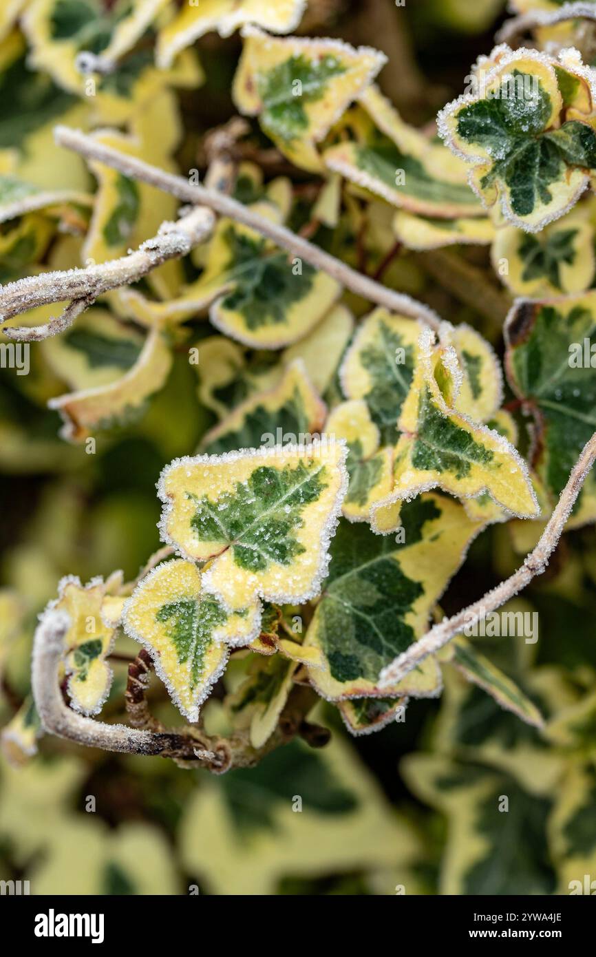 Hedera helix golden child hi-res stock photography and images - Alamy