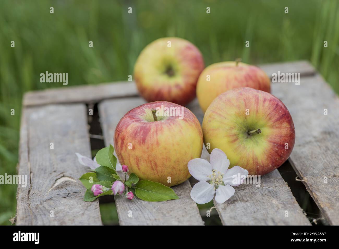 Spring Apple Appleplants hi-res stock photography and images - Alamy