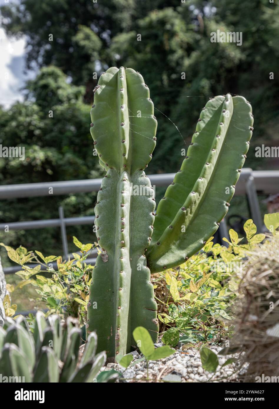 Cactus plantation hi-res stock photography and images - Page 28 - Alamy