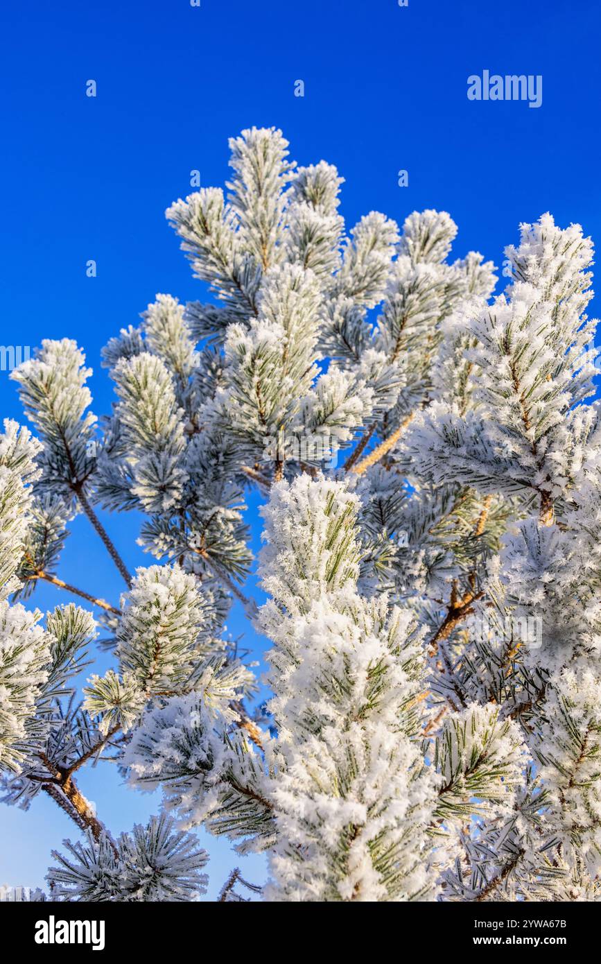 Frosty pine tree branches against a blue sky Stock Photo