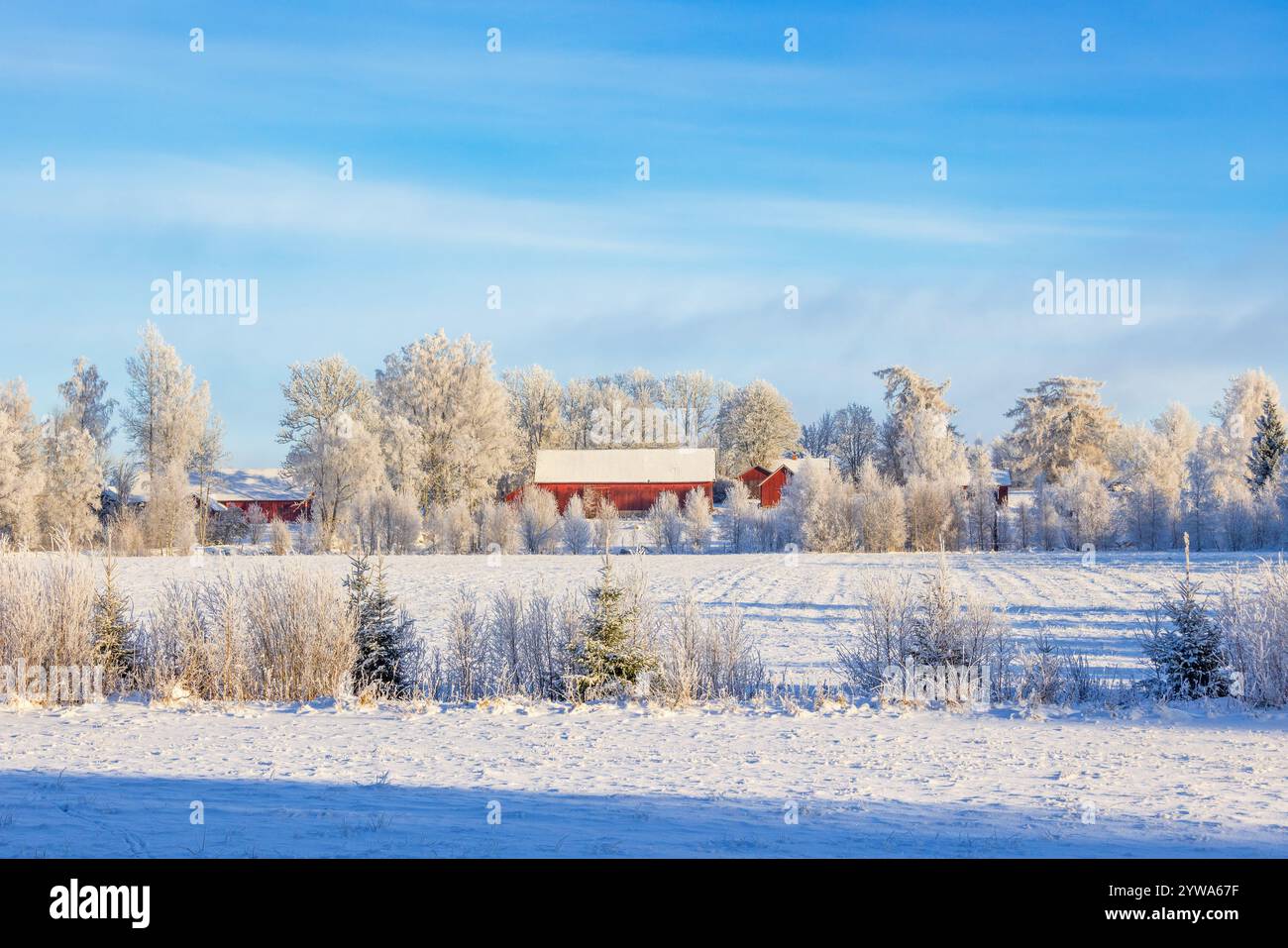 Winter landscape with a red barn by a field with snow and frosty trees ...