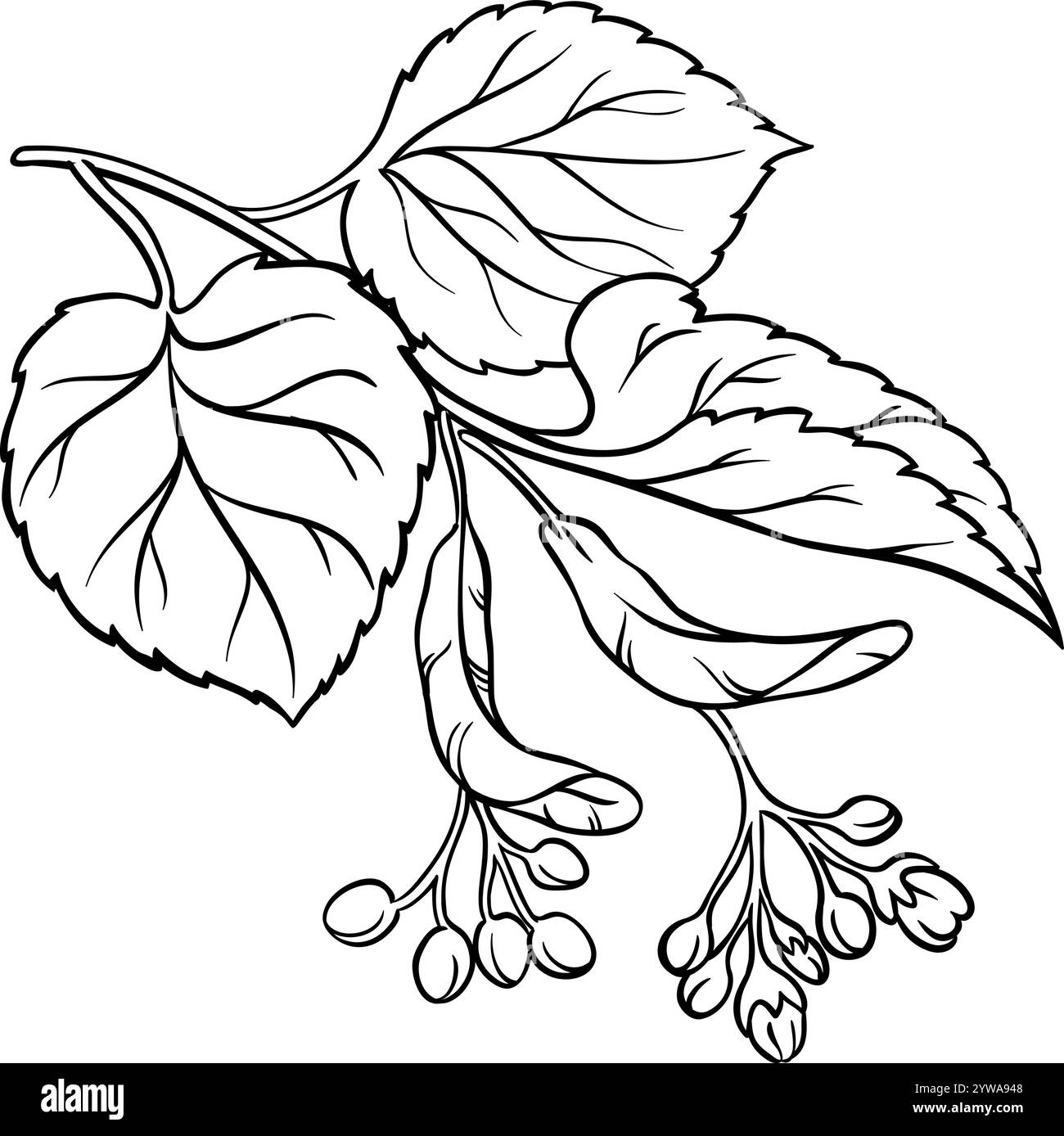 Linden Branch with Flowers Illustration Stock Vector Image & Art - Alamy
