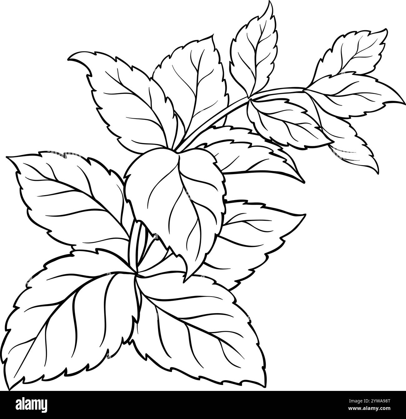 Melissa Branch with Leaves Outline Illustration Stock Vector Image ...