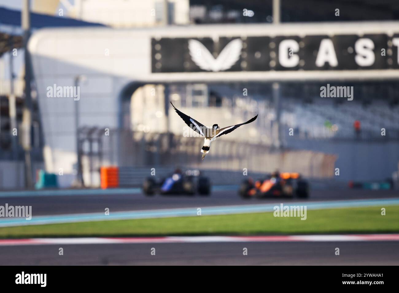 bird during the Formula 1 Abu Dhabi postseason test 2024, on December 10, 2024 on the Yas
