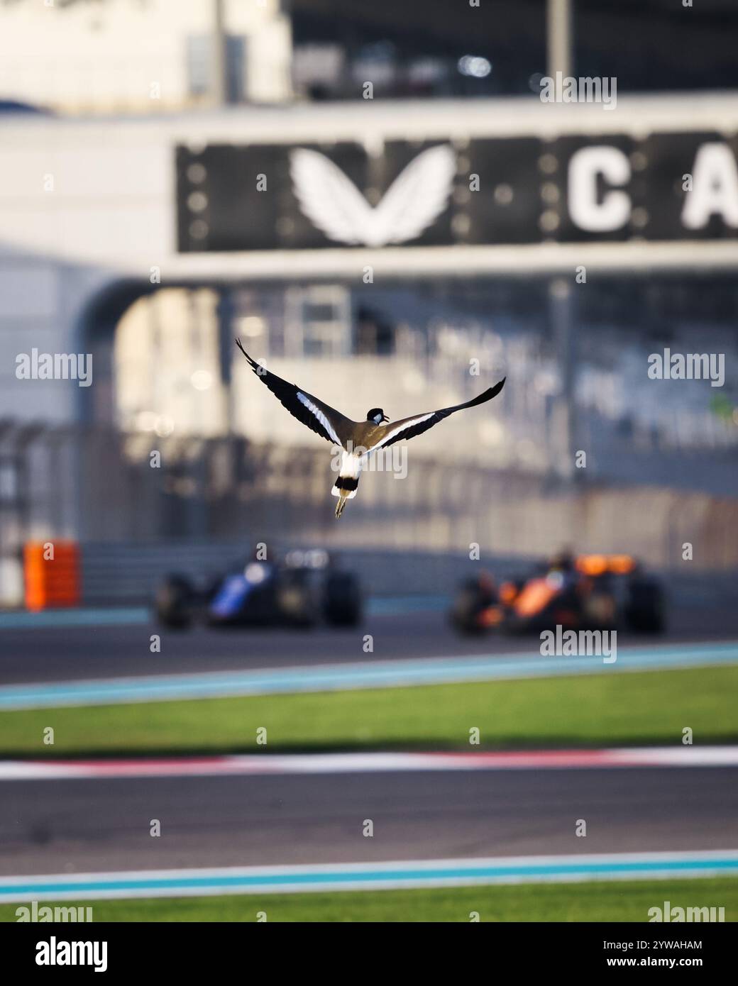 bird during the Formula 1 Abu Dhabi postseason test 2024, on December 10, 2024 on the Yas