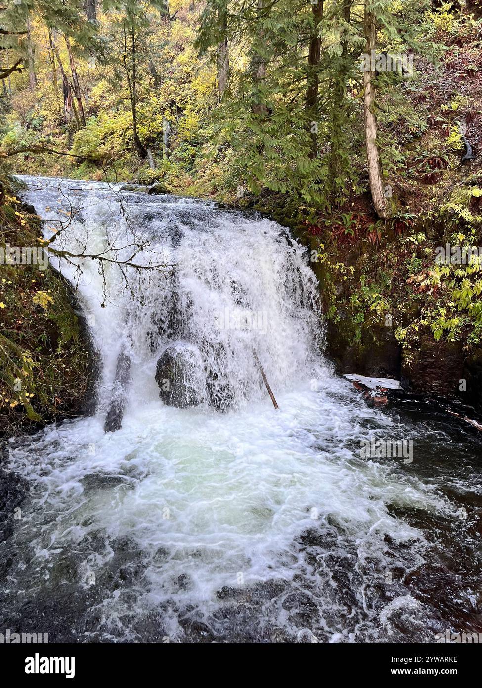 Nature Lover Photography. - Smartphone Captured Stock Image