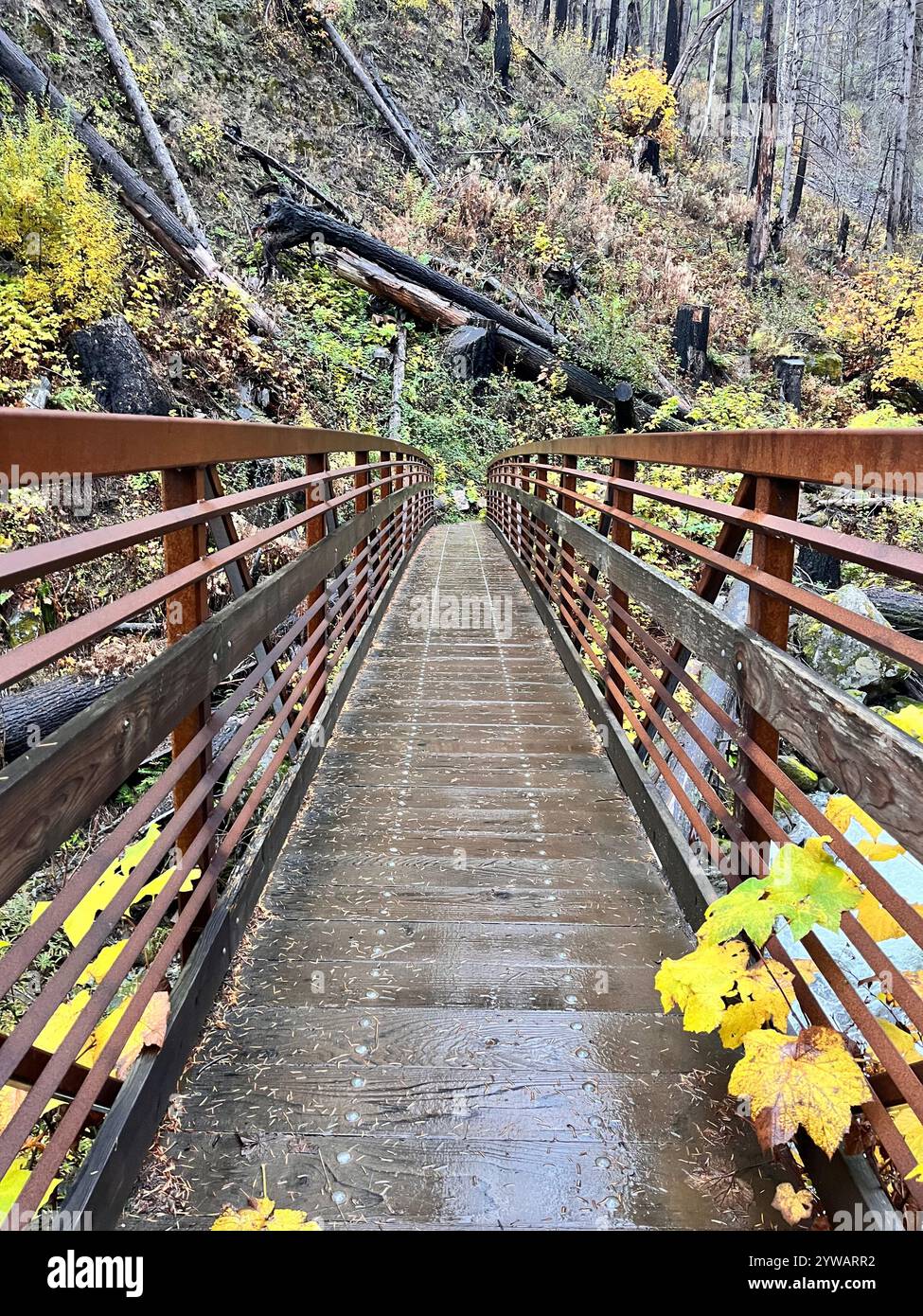 Nature Lover Photography. - Smartphone Captured Stock Image