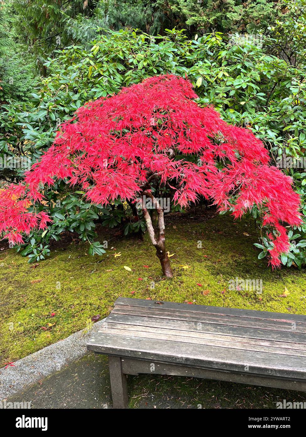 Nature Lover Photography. - Smartphone Captured Stock Image