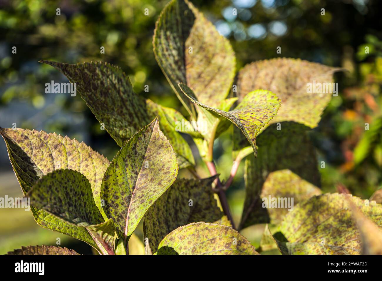 Photo de feuilles d'hotensia sur un fond vert en macro Stock Photo