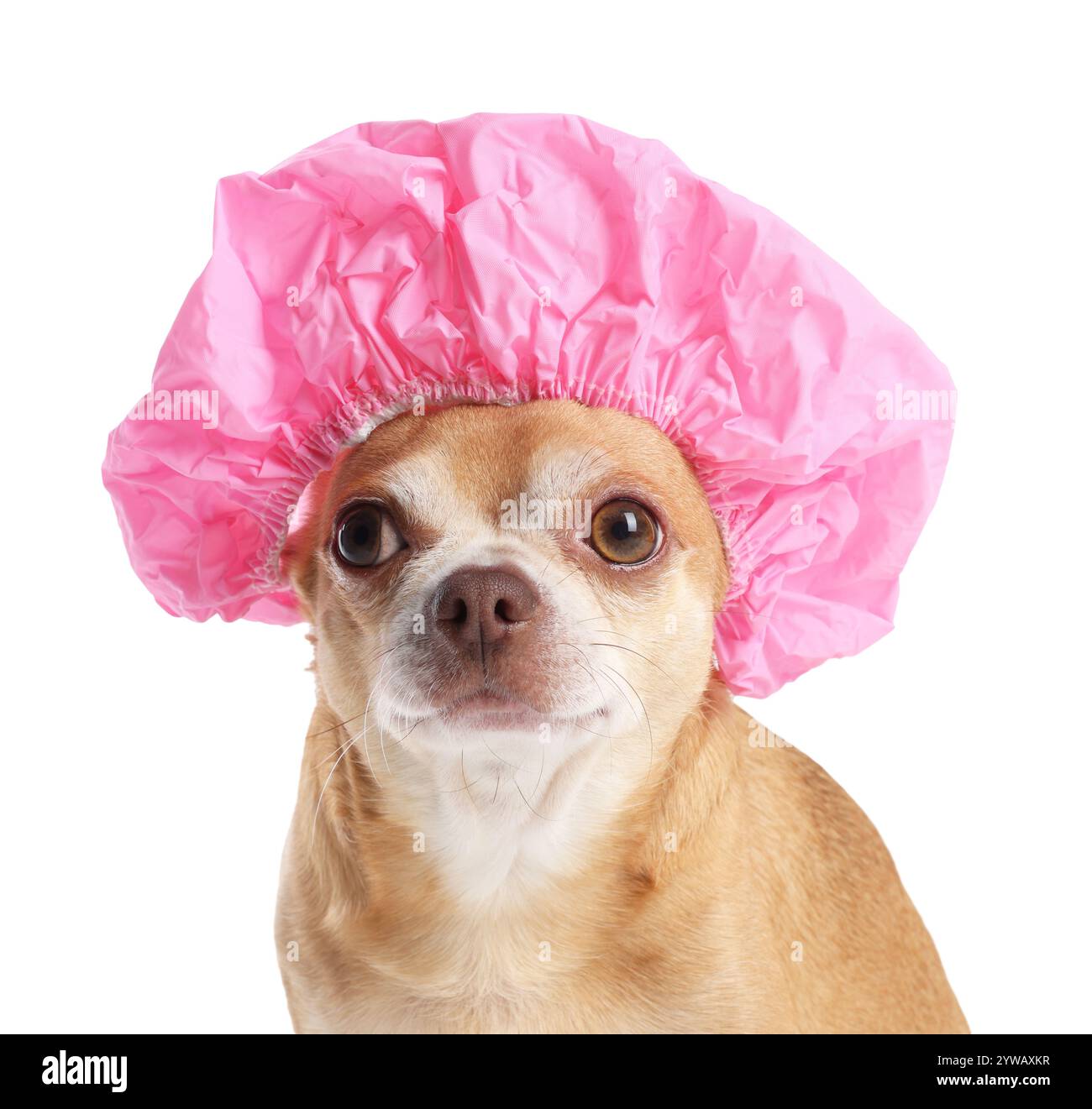 Dog With Shower Cap