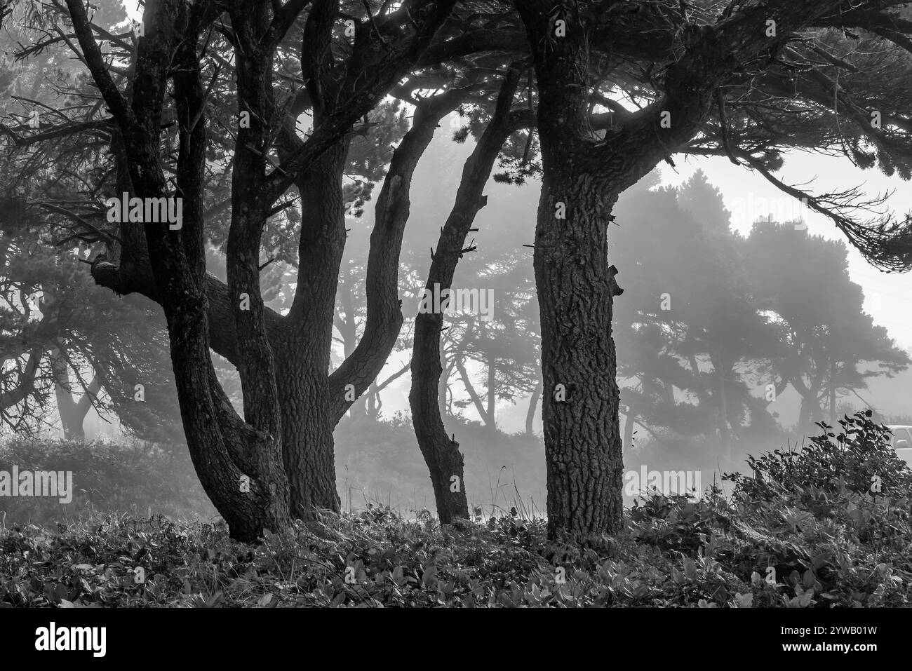 Coastal pine Black and White Stock Photos & Images - Alamy