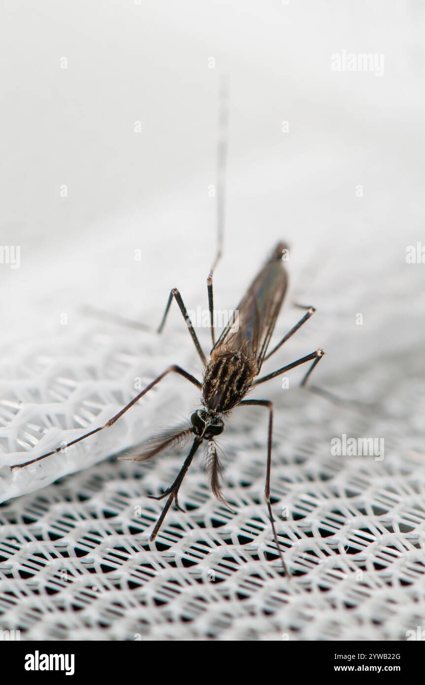 Diptera life cycle hi-res stock photography and images - Alamy