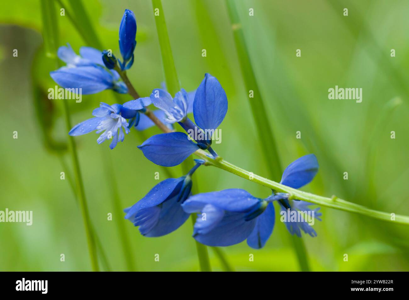Blue wild flowers from a Polygala species, Spain Stock Photo - Alamy