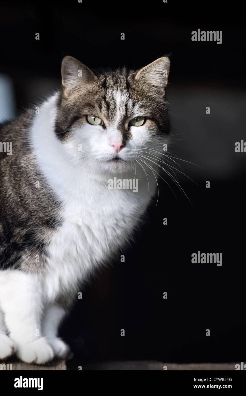 RECORD DATE NOT STATED Katzenaugen... Hauskatze *Felis silvestris catus*, Porträt einer Katze, Stallkatze, Freigänger, Deutschland *** Cat s eyes... Domestic cat , eyes of a cat, portrait of a cat, Germany, Europe. Cat s eyes... Domestic cat , eyes of a cat, portrait of a cat Nordrhein-Westfalen Deutschland, Westeuropa Stock Photo