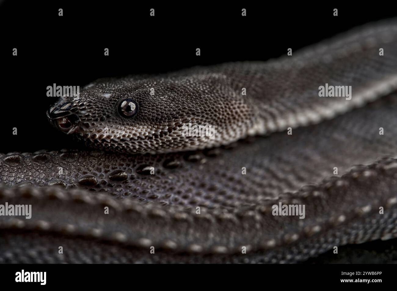 Dragon snake (Xenodermus javanicus) Stock Photo